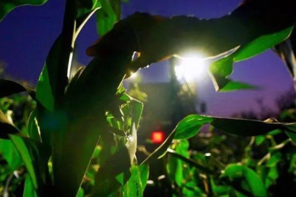 玉米螟怎么防治，成虫期可使用黑光灯