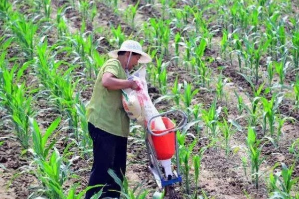 玉米螟怎么防治，成虫期可使用黑光灯