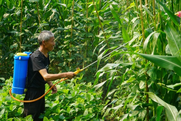 玉米螟怎么防治，成虫期可使用黑光灯