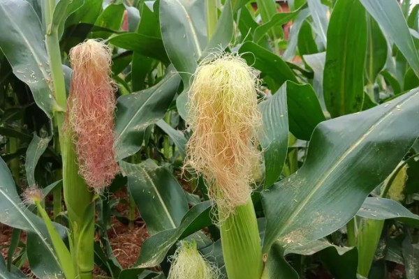 玉米螟怎么防治，成虫期可使用黑光灯