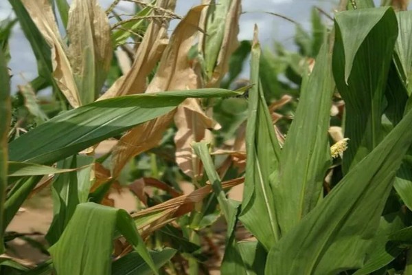 玉米螟怎么防治，成虫期可使用黑光灯