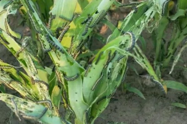 玉米螟怎么防治，成虫期可使用黑光灯