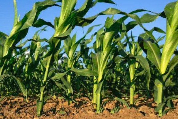 玉米螟怎么防治，成虫期可使用黑光灯