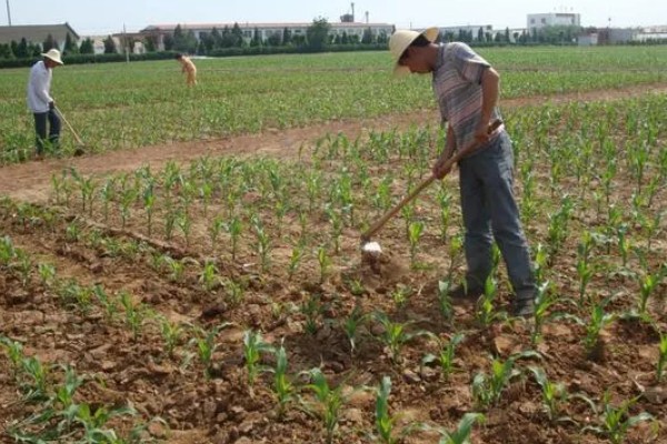 玉米螟怎么防治，成虫期可使用黑光灯