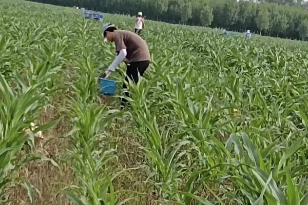 玉米螟怎么防治，成虫期可使用黑光灯