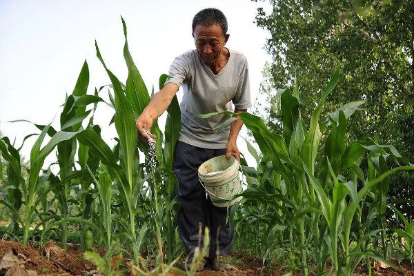 玉米螟怎么防治，成虫期可使用黑光灯