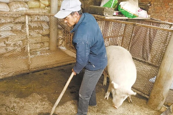 夏季猪场的防暑降温措施，通风是降温的重要措施之一