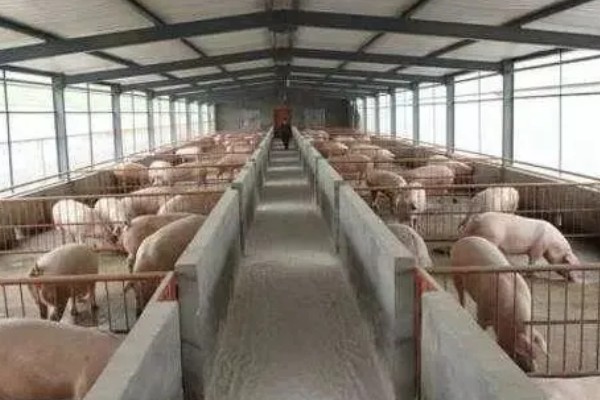 夏季猪场的防暑降温措施，通风是降温的重要措施之一
