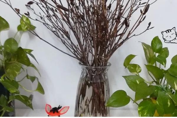 干枝杜鹃放哪种营养液，加入富含磷元素的营养液