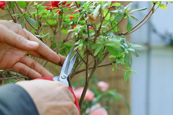 干枝杜鹃放哪种营养液，加入富含磷元素的营养液