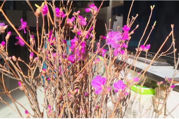 干枝杜鹃放哪种营养液，加入富含磷元素的营养液