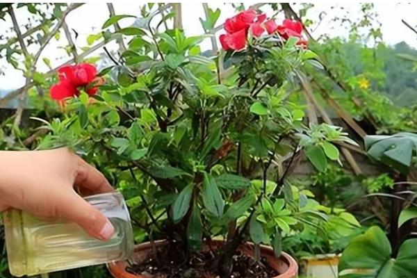 干枝杜鹃放哪种营养液，加入富含磷元素的营养液