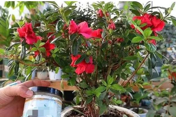 干枝杜鹃放哪种营养液，加入富含磷元素的营养液