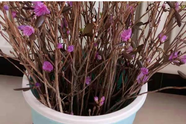 干枝杜鹃放哪种营养液，加入富含磷元素的营养液