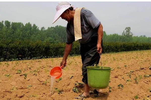 复合肥与大量元素水溶肥有什么区别，营养成分、肥料用量、使用效果都不同