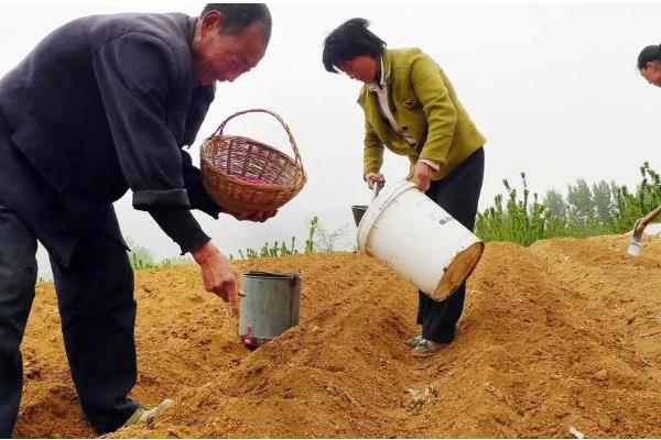 复合肥与大量元素水溶肥有什么区别，营养成分、肥料用量、使用效果都不同