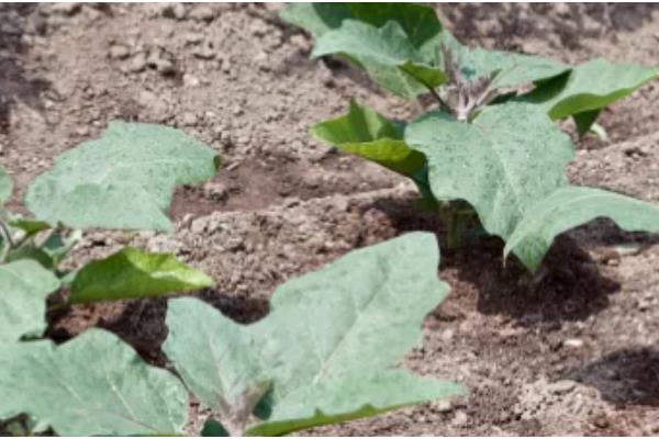 茄子移栽多长时间会长新根，经过3-5天就会发新根