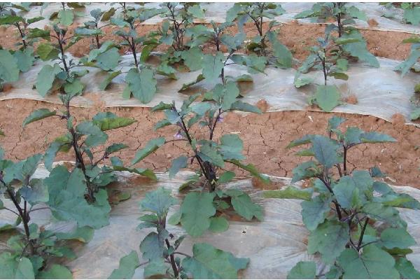 茄子移栽多长时间会长新根，经过3-5天就会发新根