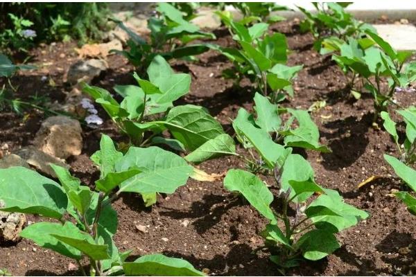 茄子移栽多长时间会长新根，经过3-5天就会发新根