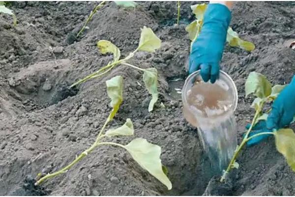 茄子移栽多长时间会长新根，经过3-5天就会发新根