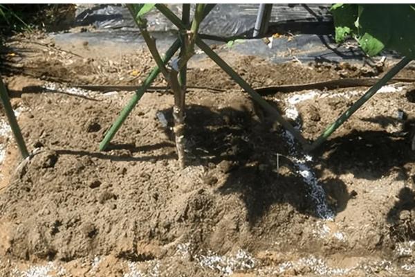 茄子移栽多长时间会长新根，经过3-5天就会发新根