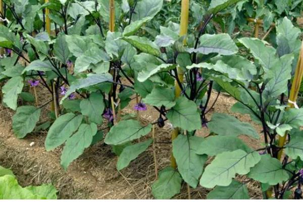 茄子移栽多长时间会长新根，经过3-5天就会发新根