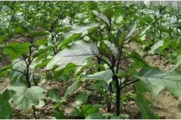 茄子移栽多长时间会长新根，经过3-5天就会发新根