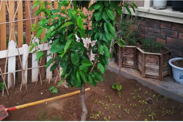 院中能不能种车厘子树，可在土层深厚肥沃的位置栽种