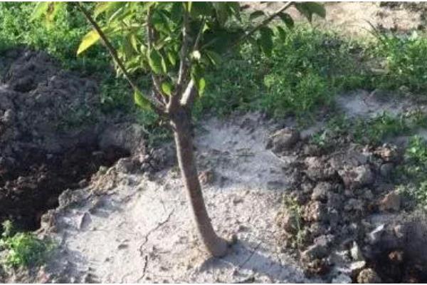 院中能不能种车厘子树，可在土层深厚肥沃的位置栽种