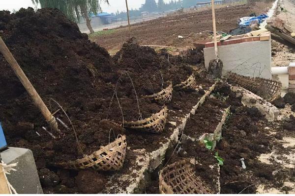 院中能不能种车厘子树，可在土层深厚肥沃的位置栽种