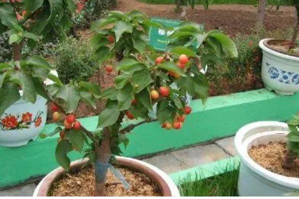 院中能不能种车厘子树，可在土层深厚肥沃的位置栽种