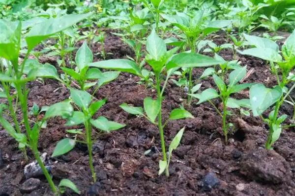 砜嘧磺隆能不能对辣椒使用,可用于辣椒苗后除草