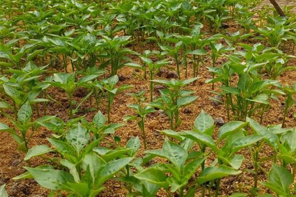 砜嘧磺隆能不能对辣椒使用,可用于辣椒苗后除草