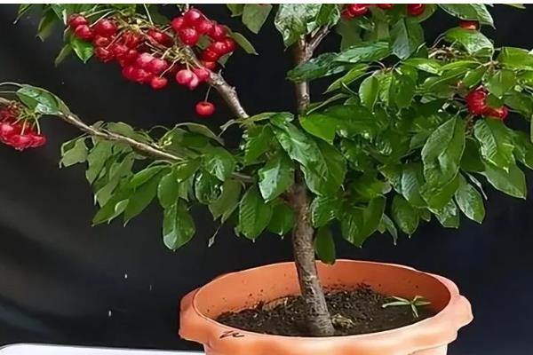 院中能不能种车厘子树，可在土层深厚肥沃的位置栽种