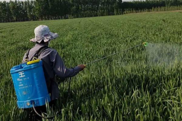 砜嘧磺隆能不能对辣椒使用,可用于辣椒苗后除草