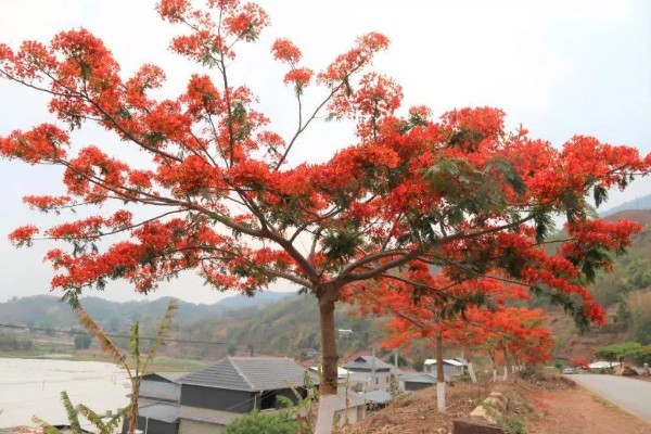 凤凰花的种植方法，浸泡种子后再播种