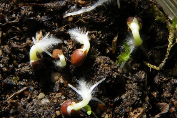 凤凰花的种植方法，浸泡种子后再播种