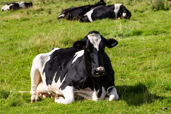 奶牛打催产素的时期,生产困难、胎衣不下、需要催乳时都可以注射