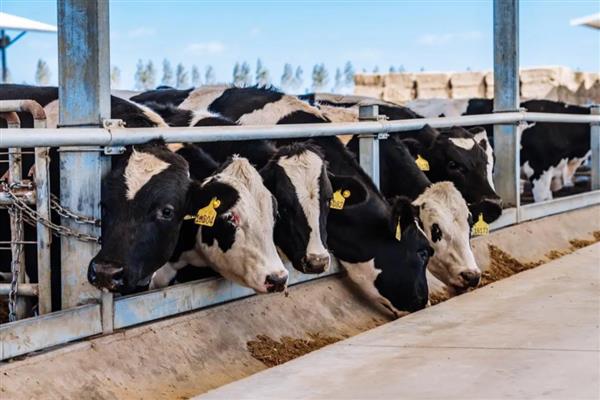 奶牛打催产素的时期,生产困难、胎衣不下、需要催乳时都可以注射