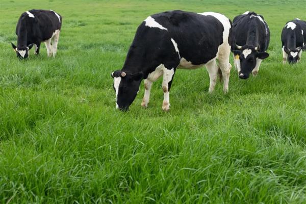 奶牛打催产素的时期,生产困难、胎衣不下、需要催乳时都可以注射