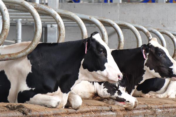 奶牛打催产素的时期,生产困难、胎衣不下、需要催乳时都可以注射