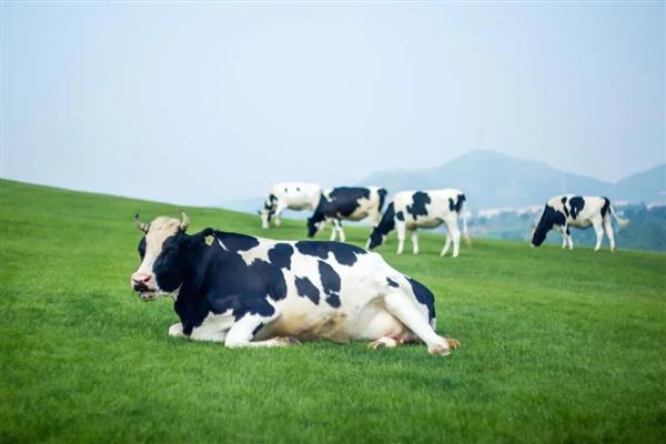 奶牛打催产素的时期,生产困难、胎衣不下、需要催乳时都可以注射