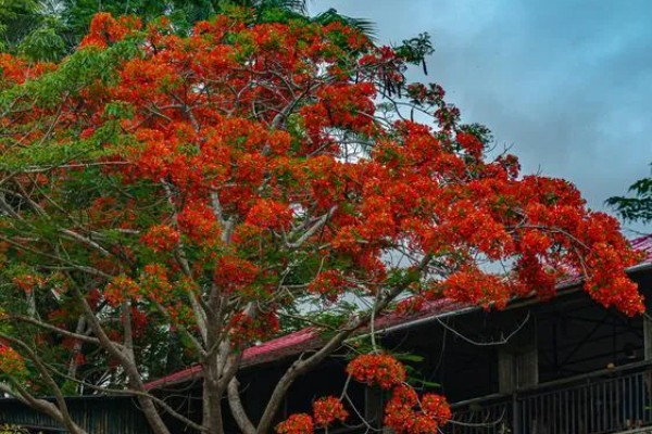 凤凰花的种植方法，浸泡种子后再播种