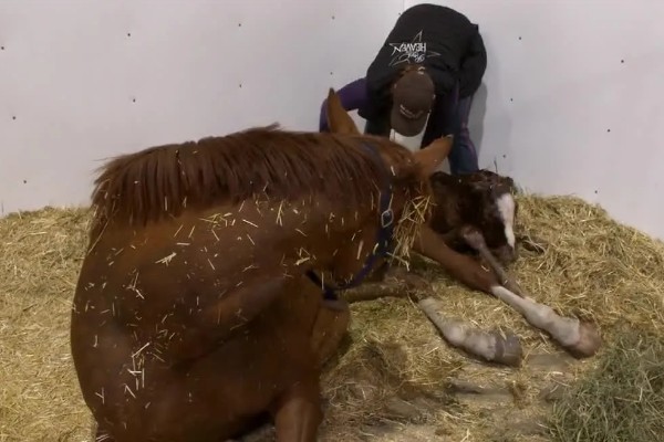 马的繁殖方法，通过胎生的方法进行繁殖