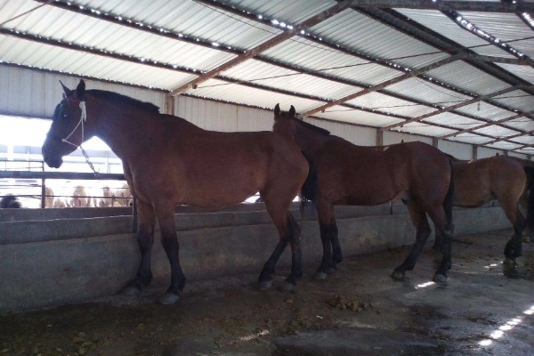 马的繁殖方法，通过胎生的方法进行繁殖