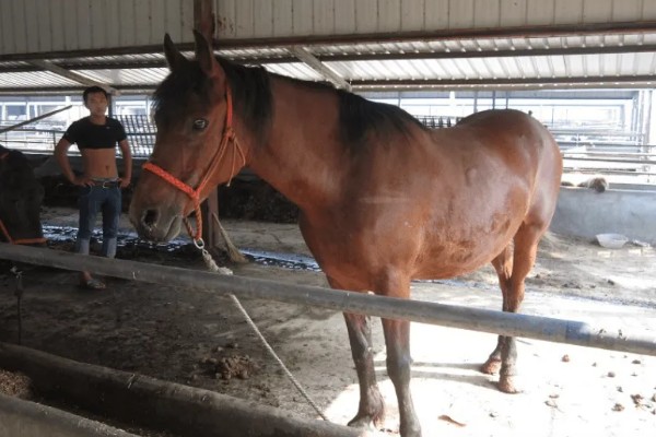 马的繁殖方法，通过胎生的方法进行繁殖