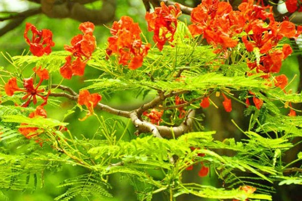 凤凰花的种植方法，浸泡种子后再播种
