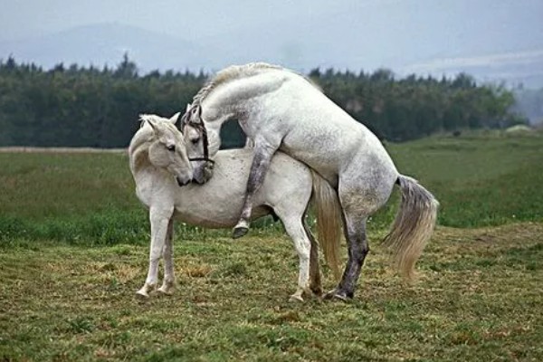 马的繁殖方法，通过胎生的方法进行繁殖
