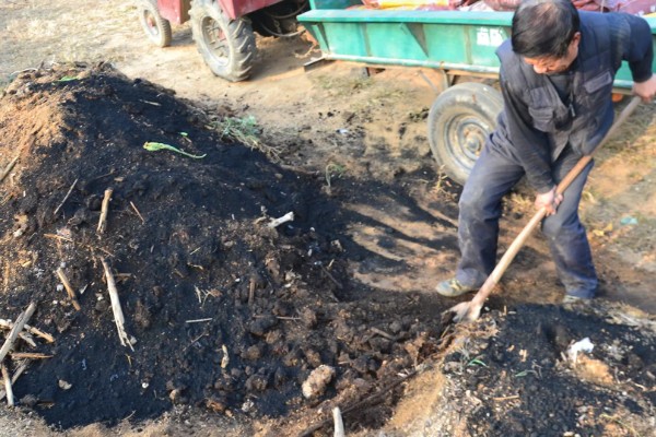 凤凰花的种植方法，浸泡种子后再播种