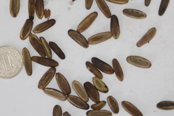 凤凰花的种植方法，浸泡种子后再播种